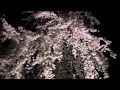 二条城・桜のライトアップ / 宮城道雄 Michio Miyagi _「さくら変奏曲」 