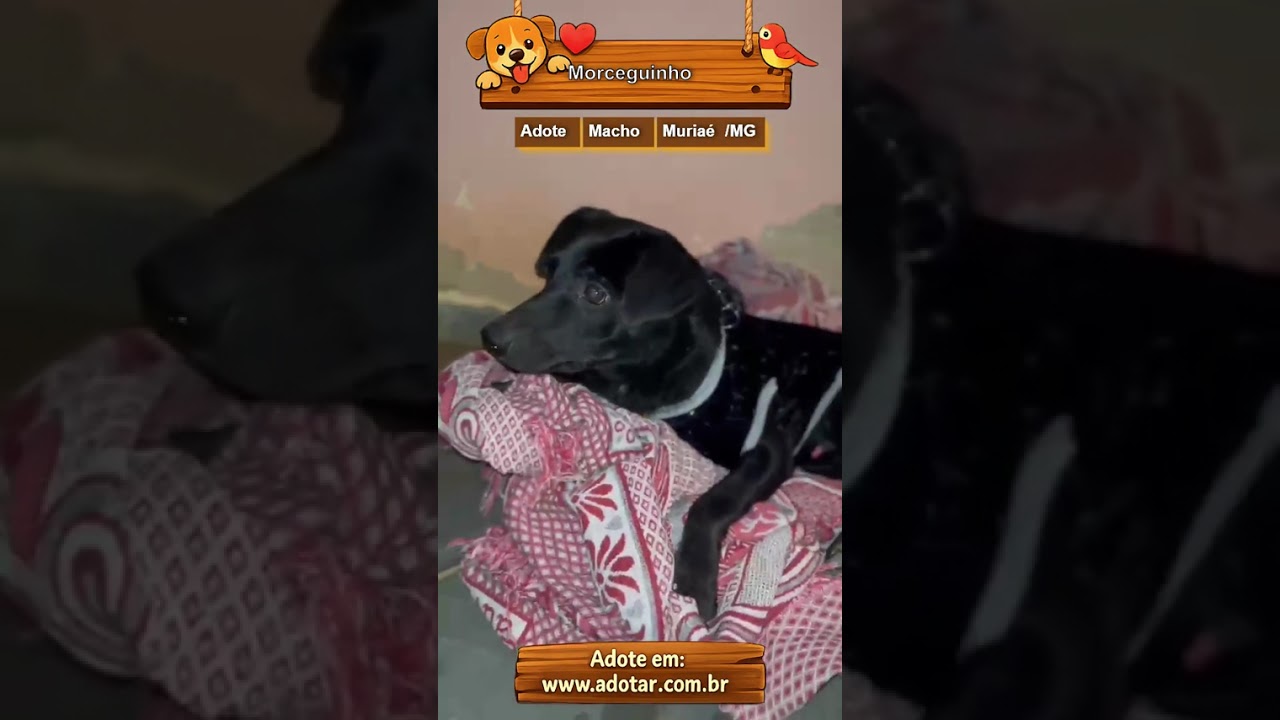 Cachorro raça SRD-ViraLata idade 1 ano nome Morceguinho