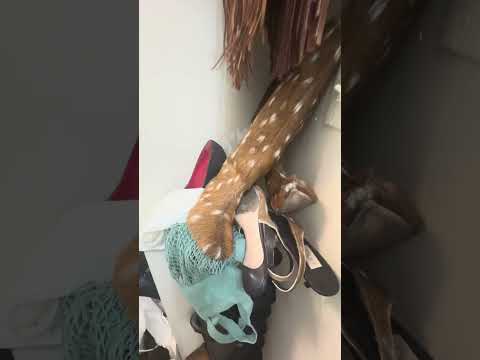 video 1