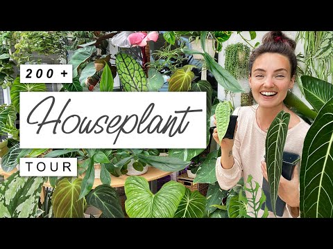 200+ Houseplant TOUR 🌿 The Final Plant Room Tour