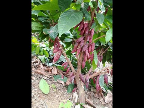 The Botanical Story of Chocolate for Valentines Day