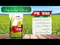 PB 1692 Rice Seed 10 Man Extra Jhar In 1509 Contact 03034688808