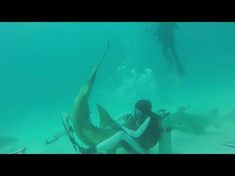 Shark Caught In Hook Is Rescued By Divers