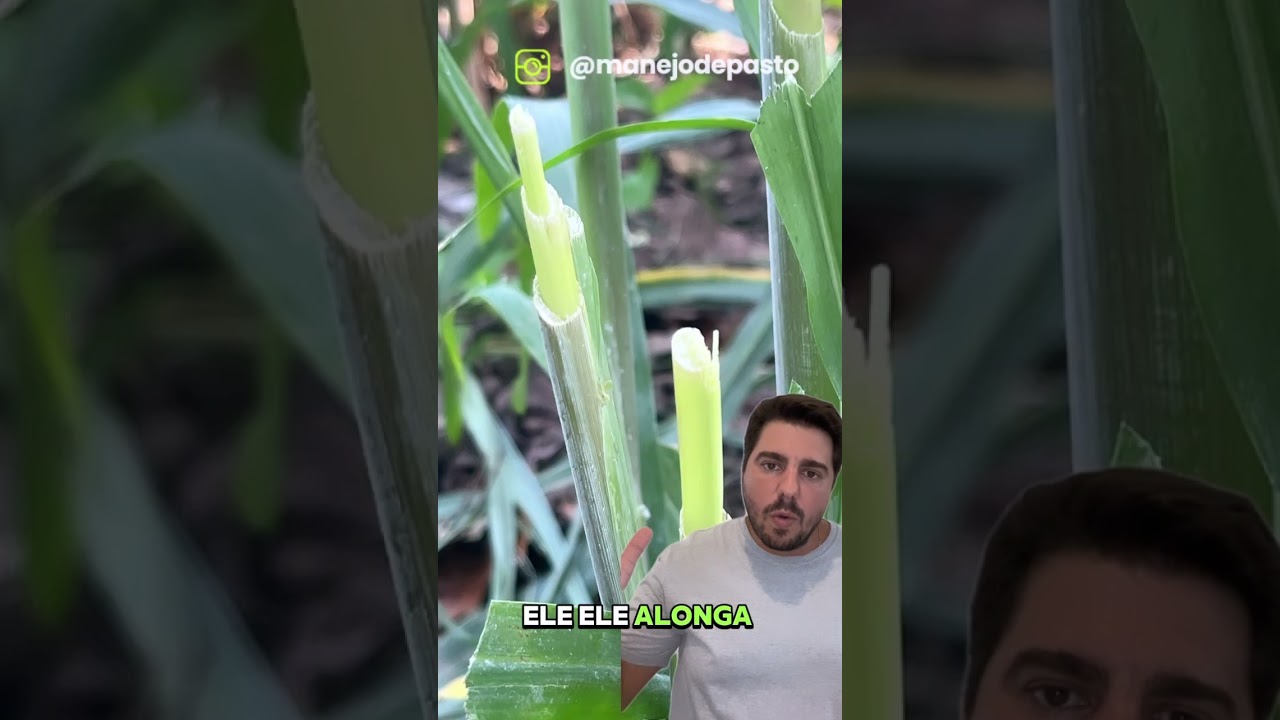 CAPIM COLONIÃO  #manejodepasto  #agro #colonião #capim #pasto #pastagem #fazenda #gado