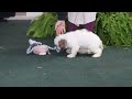Cavapoo dogs for sale: Captain - Video 1