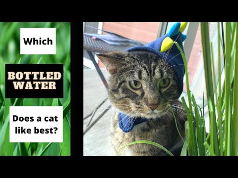 Which bottled water does a cat like best?!