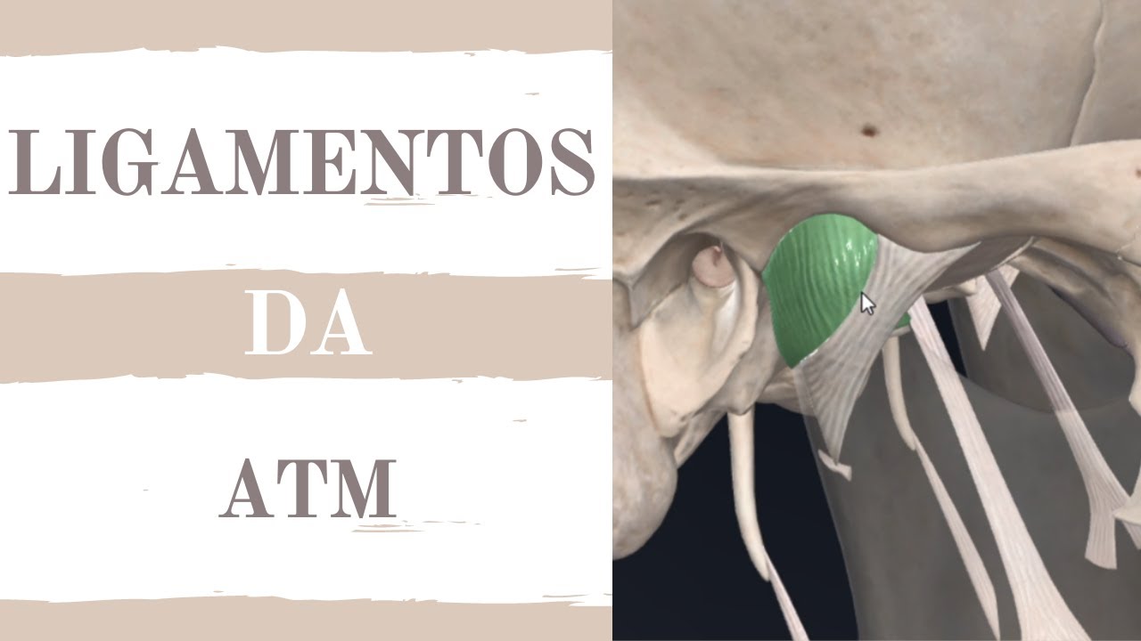 Anatomia da Articulação Temporomandibular (ATM)