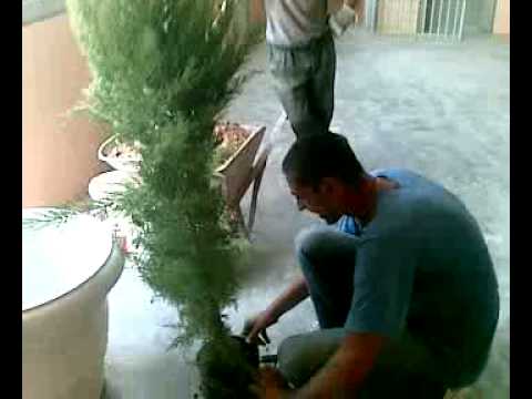 bogdan in:Gradinarii