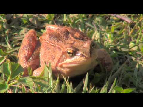 OXFORD DISCOVER 2 -1 Opener