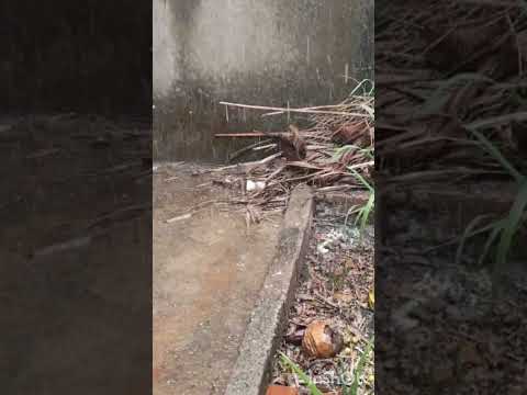 aqui em Aparecida de Goiânia Goiás ontem teve chuva de granito