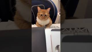 #cat #cute #catvideo #cutecat #funnyvideo #pets #funny