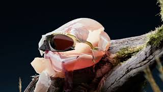 Oakley Born to Rewild