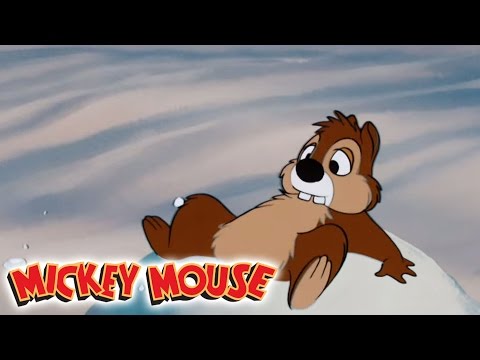 Micky Maus Kicherkracher - Kurzfilm: Donald, der Nussdieb | Disney Channel