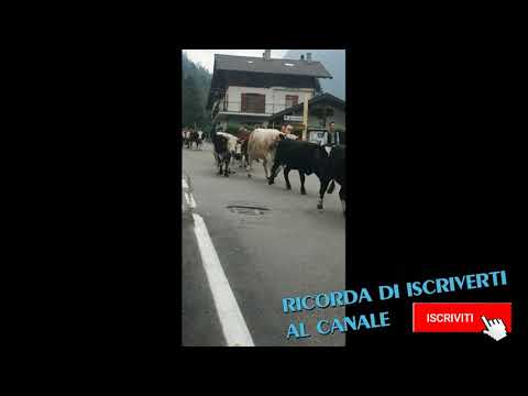 Transumanza 2021 Valle Soana - Piemonte - Sfilata di Mucche e Pecore - Demonticazione 2021