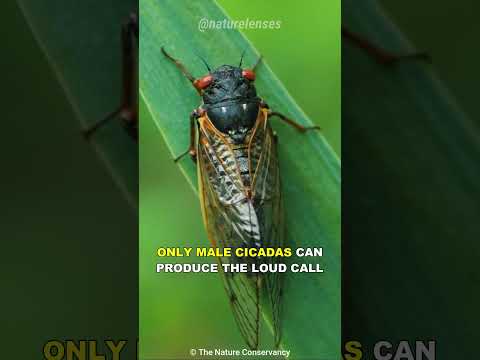 Cicada | The Loudest Insect On Earth