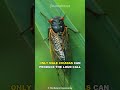 Cicada | The Loudest Insect On Earth