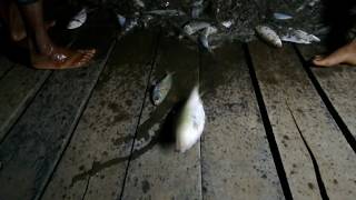 মা ইলিশ রক্ষা অভিযান চলাকালে জেলেদের ফেলে রাখা জালে আটক জীবিত ইলিশ