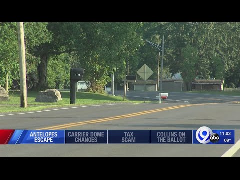 Antelopes Escape From Chittenango Farm One Recaptured