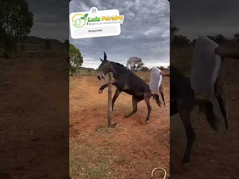 Sem as manhas não entra não! #Boiadeiro #Boibravo#Agro#Touro#Nelore#Vidanaroça #rodeio#montaria