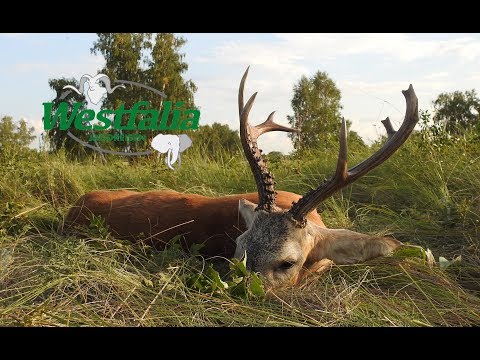 Jagd auf sibirischen Rehbock in Kasachstan