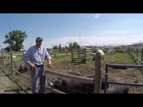 ABC acres: Follow the Leader - Rotational Grazing Scheme - episode #041