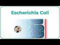 Escherichia Coli E Coli Animation Microbiology USMLE Step 1