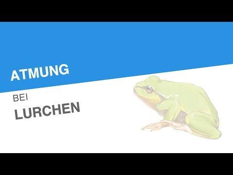 NSF 2 Gelenke Wund Brustbeins Brust und Rücken
