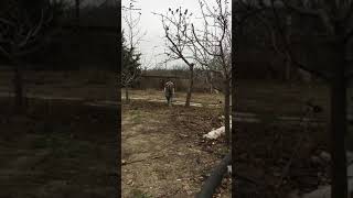 Download lagu Mastino Napoletano Anvire Umberto 12 month mp3