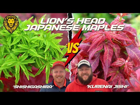 Lion’s Head Japanese Maple Family Showcase! Battle of the Lion Japanese Maples!