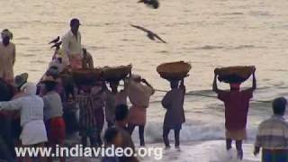 Catch coming ashore at Nattika 