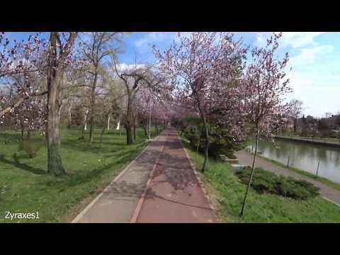 Tunelul de Flori din Timisoara - Tunelul Iubirii - martie 2019