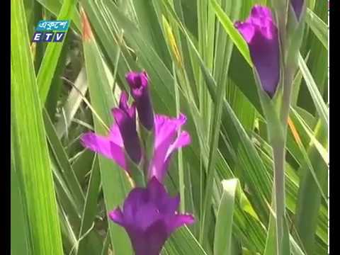 ফুল চাষে আগ্রহ বাড়ছে ফরিদপুরের কৃষকদের