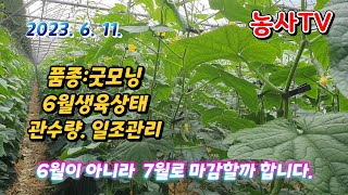 오이재배 품종 굿모닝 6월생육상태 2022.10. 13일 정식
