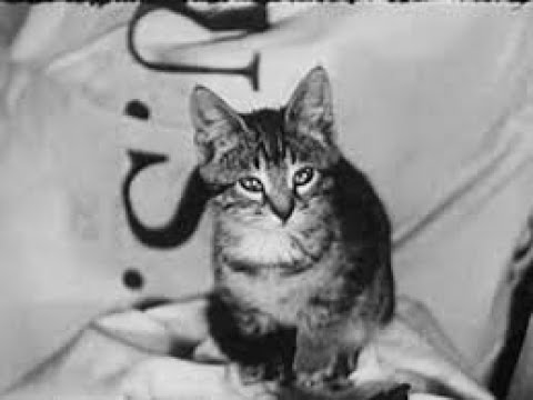 Three Little Kittens (1938)