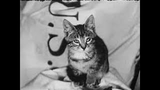 Three Little Kittens (1938)