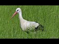 White Stork Hunting Catching And Swallowing Mice Weißstorch