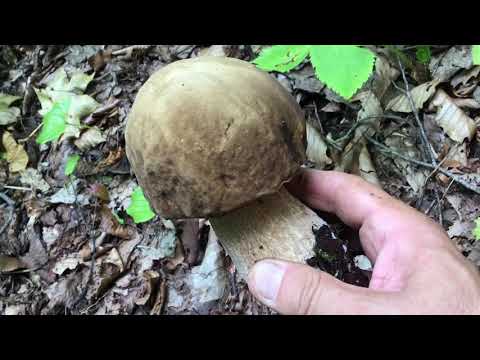 園芸 キノコ、ポルチーニ茸、ポルチーニ茸