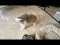 Cavapoo dogs for sale: Lewis - Video 2