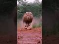 Angry Lions Shorts Feed Viral Video Lion Shortvideo Trending