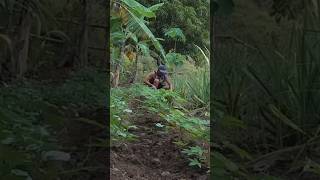 Download lagu #buhayprobinsya #shorts mp3