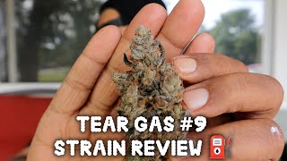 Tear Gas #9 S13 strain review 