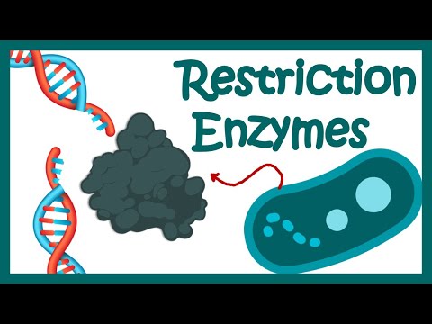 Restriction enzymes | Restriction endonuclease | How does the restriction enzymes work?