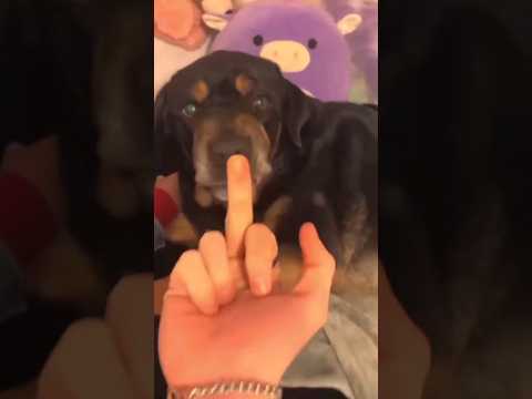Other Dogs vs My Dog: The Finger Test ???? #shorts #dog #pomeranian