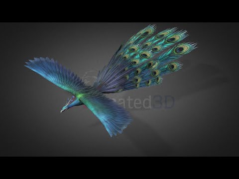 Peacock2 Fly1