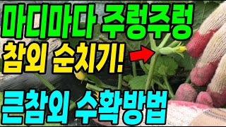 큰참외가 마디마다 주렁주렁 달리는 순치기 방법! 참외농사 대박!