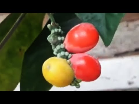 Melinjo - Process of Picking Seeds, Drying and Selling #gnetumgnemo