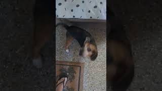 Video preview image #1 Beagle Puppy For Sale in Dunnellon, FL, USA