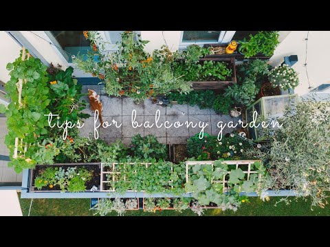 , title : '#28 Essential Tips for Starting a Balcony Vegetable Garden | Urban Gardening