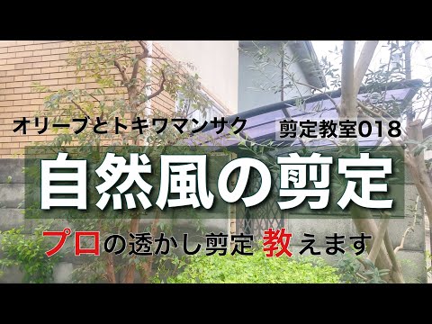 オリーブの木を剪定するときに避けるべき間違いは何ですか?期間は何ですか?またそれは何に依存しますか?  庭園