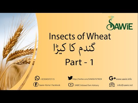 Wheat Insects | Black Ant | SAWiE | Urdu